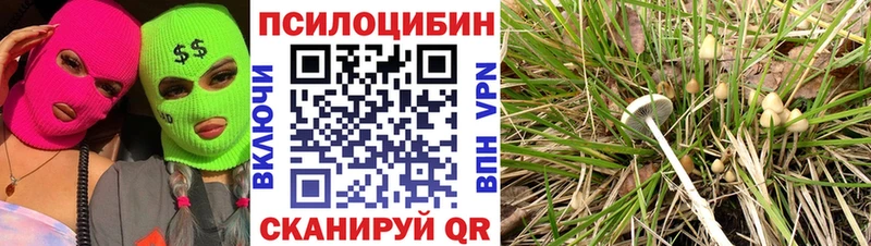 Псилоцибиновые грибы Psilocybine cubensis  Мончегорск 